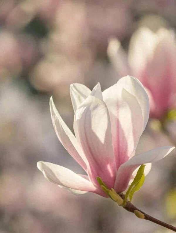 聚赢盘 教育孩子最成功的方式，不只是一种！