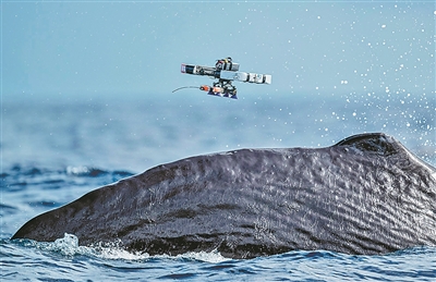 广州配资网 AI尝试解读动物交流“语言”